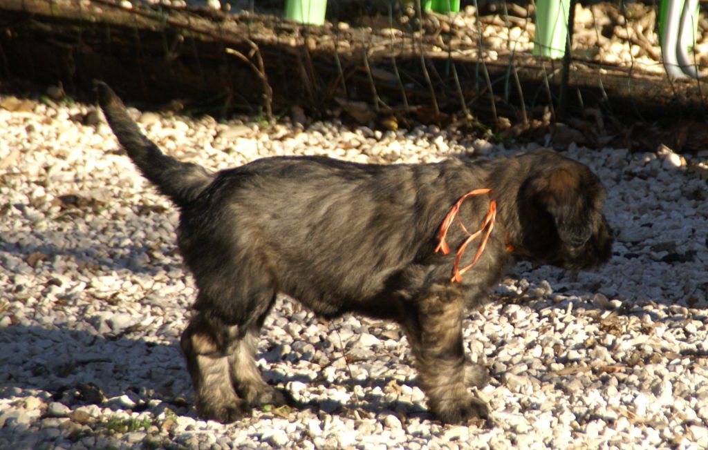 du clos millette - Chiot disponible  - Berger catalan