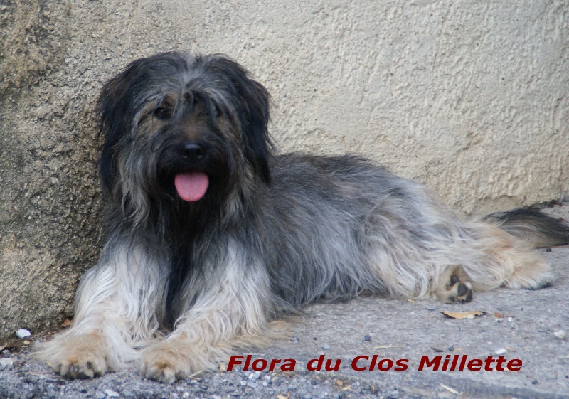 CH. Flora du clos millette