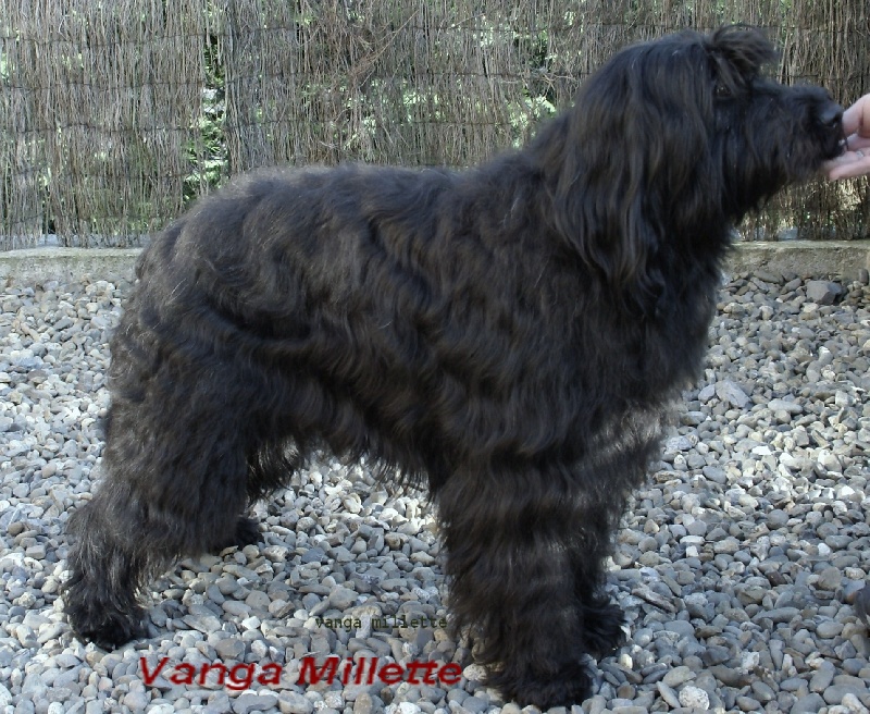 CH. Vanga millette (Sans Affixe)