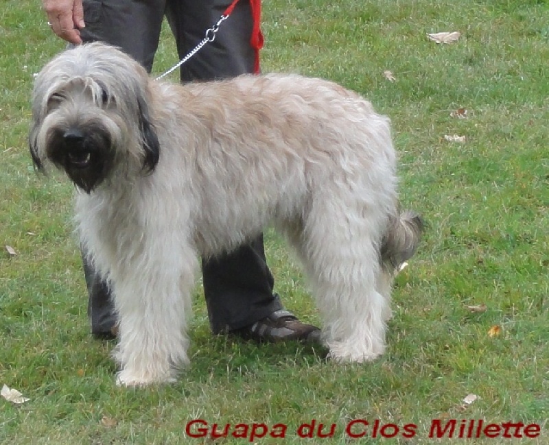 Guapa du clos millette