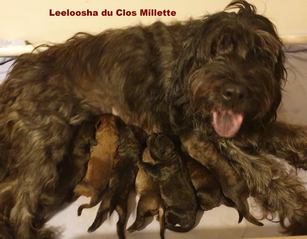 Chiot Berger catalan du clos millette